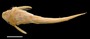 FMNH 54338 Bunocephalus depressus 212B41